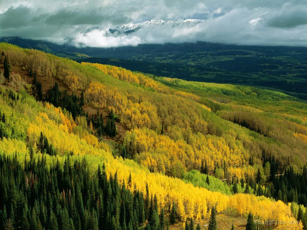 Aspen Forest in Early Fall, Ohio Pass, Gunnison National Forest, Colorado